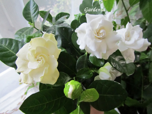 Гардения (Gardenia) - Page 7 - Форум HobbyKafe.com